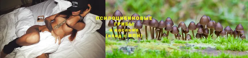 OMG ссылка  Багратионовск  Псилоцибиновые грибы Psilocybine cubensis 